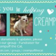 In support of Fundraising for Creampuff the Cat