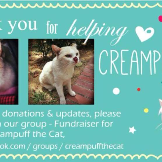In support of Fundraising for Creampuff the Cat